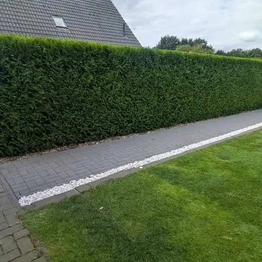 Heckenschnitt in Hannover Professioneller Heckenschnitt in Hannover – gepflegte Hecke mit sauberem Formschnitt