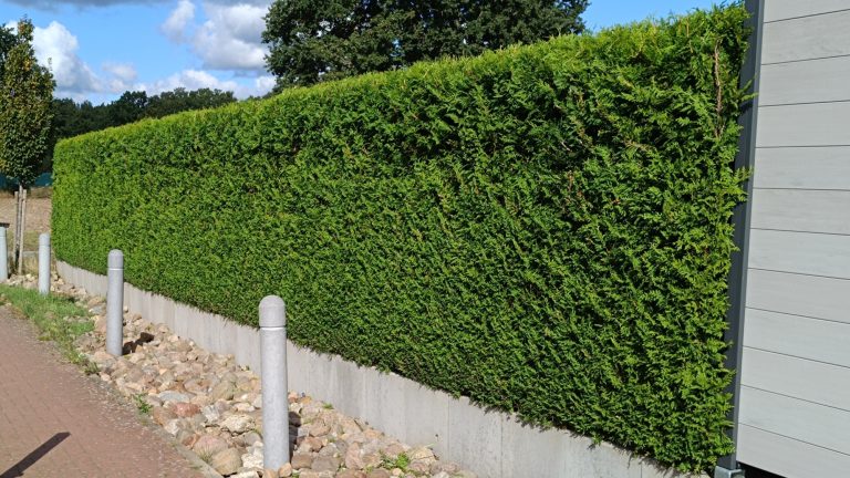 Heckeschneiden Mandelsloh Professioneller Heckenschnitt und Gartenpflege in Neustadt am Rübenberge durch Reil-Service.“