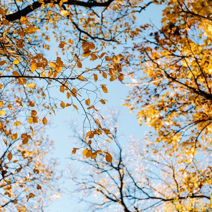 Blick auf einen blauen Himmel, umrahmt von bunten Herbstblättern und Ästen.