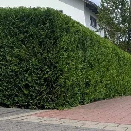 Sauber geschnittene Hecke an einem Wohnhaus in Garbsen