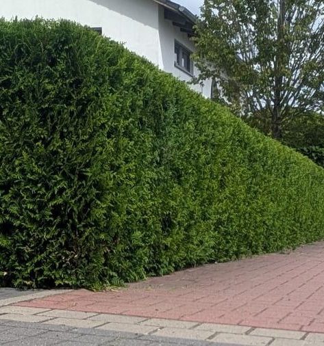 Fachgerechter Heckenschnitt & Form-Pflegeschnitt in Neustadt am Rübenberge – Reil-Service