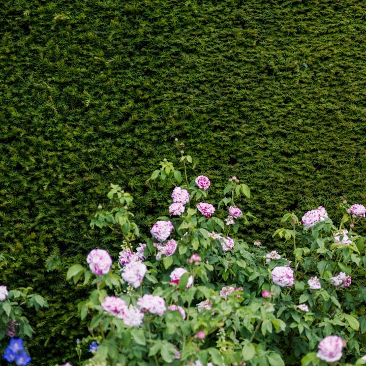 Rosenstrauch mit pinken Blüten vor einem dichten, grünen Heckenzaun.