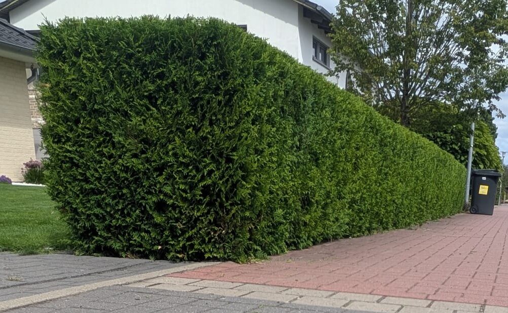 Hoher Heckenschnitt & Verjüngung Garbsen Professionelle Pflege für hohe Lorbeer- und Ligusterhecken in Garbsen