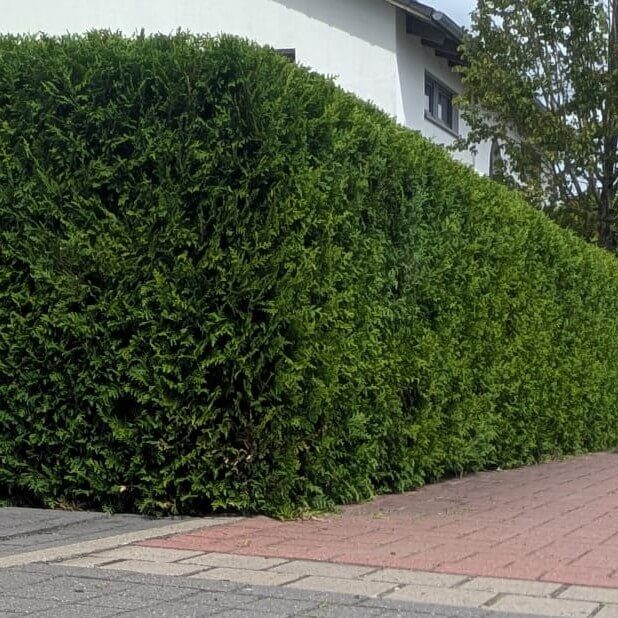 Heckenschnitt & Formpflege Langenhagen Akkurater Heckenschnitt für hohe Sichtschutzhecke in Langenhagen von Reil-Service