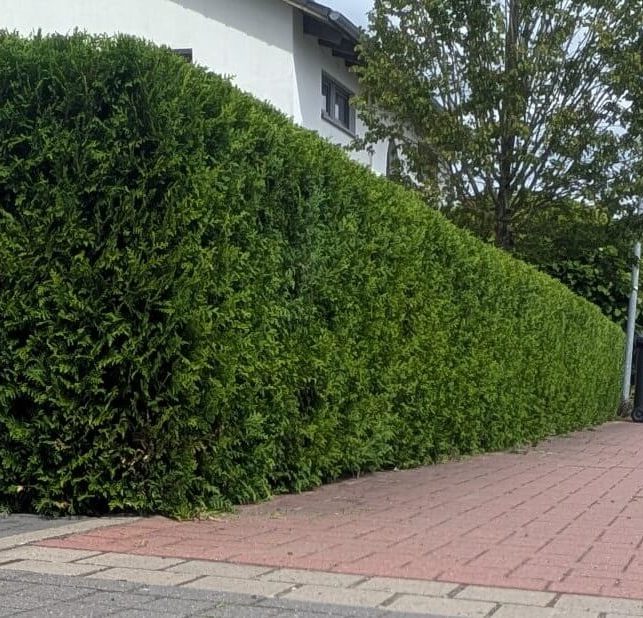 Hecken-Pflegeschnitt an Zufahrt in Mandelsloh epflegte hohe Sichtschutzhecke an einer Pflasterzufahrt in Mandelsloh