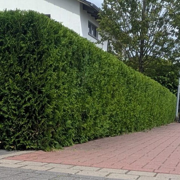 Heckenpflege & Rückschnitt Hannover Akkurat geschnittene hohe Sichtschutzhecke in Hannover von Reil-Service