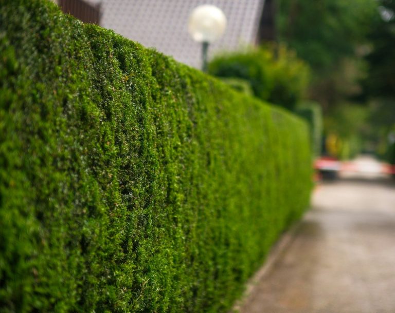 Heckenschnitt & Formpflege Hannover Sauber geschnittene hohe Sichtschutzhecke am Gehweg in Hannover von Reil-Service