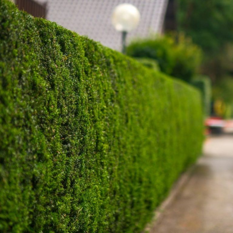 Heckenschnitt & Formpflege Hannover Sauber geschnittene hohe Sichtschutzhecke am Gehweg in Hannover von Reil-Service