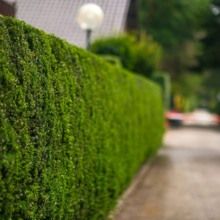 Sicht auf eine gepflegte Hecke entlang eines gepflasterten Weges.