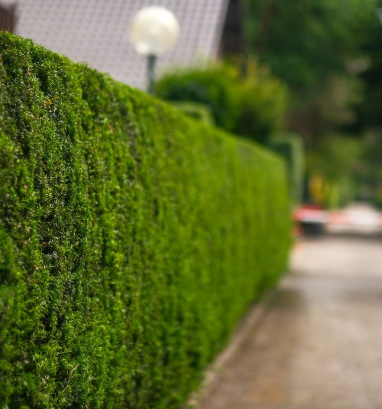 Grüne Hecke entlang eines gepflasterten Wegs, mit einer Straßenlaterne im Hintergrund.
