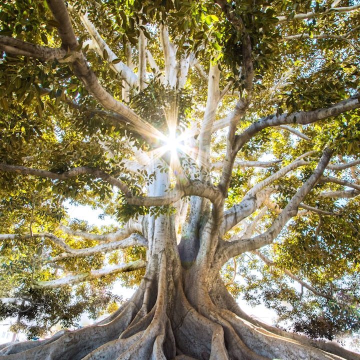 Großer Baum mit weit verzweigten Ästen und Sonnenlicht, das zwischen den Blättern strahlt.