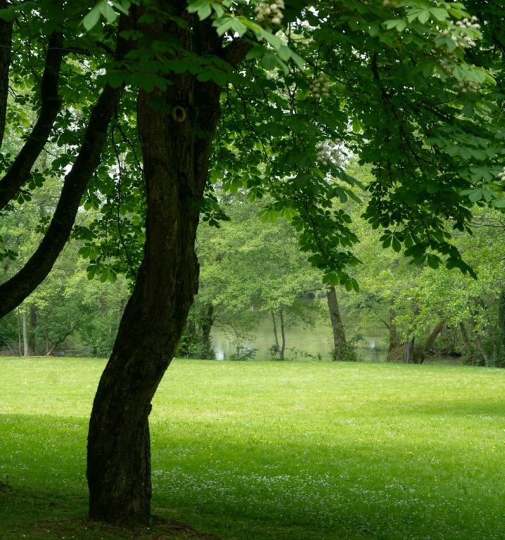 Grüner Park mit Bäumen und einer Wiese im Hintergrund.