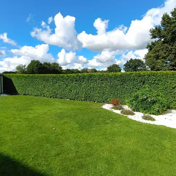Professioneller Heckenschnitt in Langenhagen – gepflegte Hecke mit sauberem Formschnitt