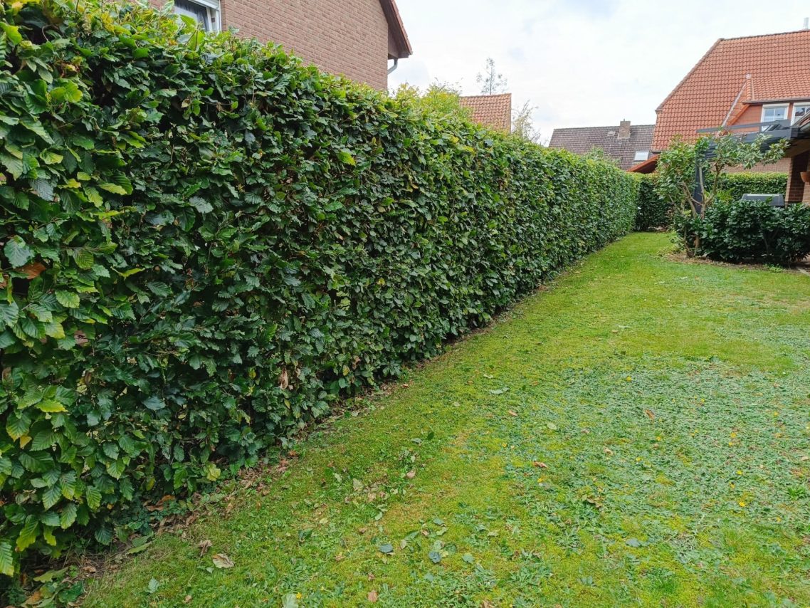 Heckenschnitt Neustadt am Rübenberge Formgerechter Heckenschnitt an einer hohen Hecke in Neustadt am Rübenberge