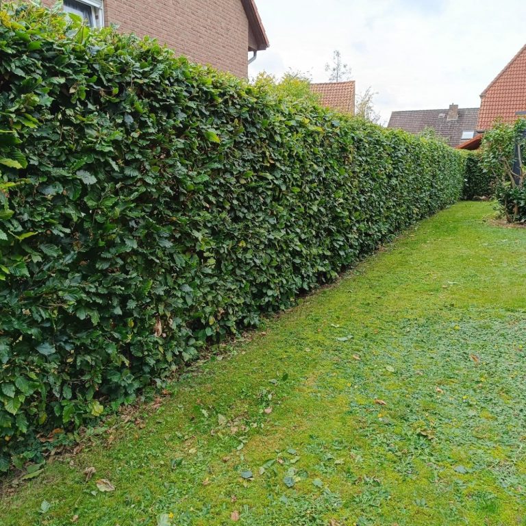 Heckenpflege & Rückschnitt Langenhagen Perfekt geschnittene Hecke entlang der Rasenfläche in Langenhagen