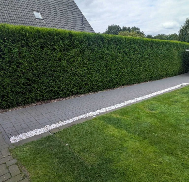 Heckenschnitt in Mandelsloh – Reil-Service Formgerechter Heckenschnitt an einer Thujahecke in Mandelsloh