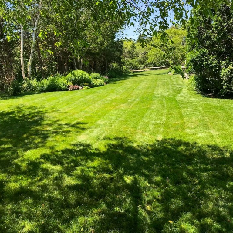 Rasenfläche mit gepflegtem, grünem Gras und Schatten von Bäumen im Hintergrund.