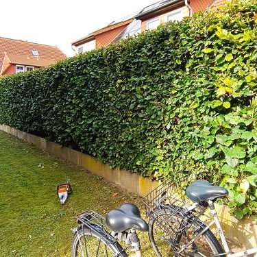 Gepflegte Hecke nach dem Heckenschnitt in Garbsen