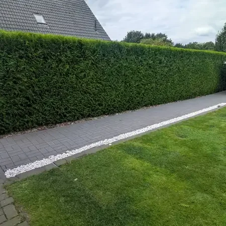 Professioneller Heckenschnitt und Formschnitt an einer Hecke in Neustadt am Rübenberge – Reil-Service